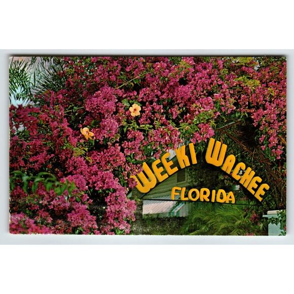 Weeki Wachee Other - Postcard Weeki Wachee Springs Florida Bougainvillea Flowers Mermaids Chrome